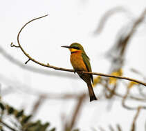 Image of Merops pusillus meridionalis (Sharpe 1892)