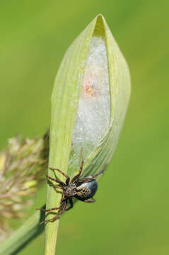 Image of Pardosa fulvipes (Collett 1876)