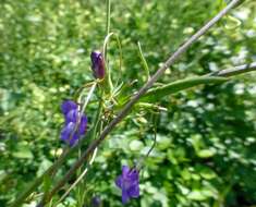 Imagem de Antirrhinum strictum (Hooker & Arnott) A. Gray