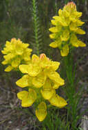 Image of Ceratandra grandiflora Lindl.