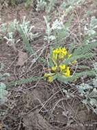 صورة Astragalus buchtormensis Pall.