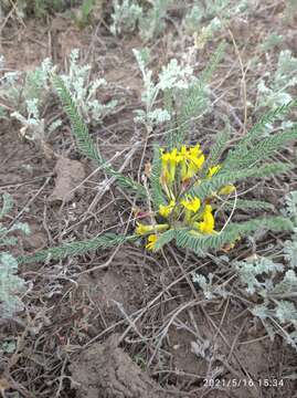 Image de Astragalus buchtormensis Pall.