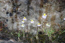 Sivun Utricularia bisquamata Schrank kuva