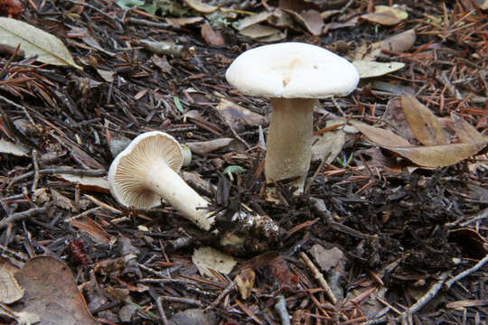 Image of Hygrophorocybe nivea (Velen.) Vizzini & Contu 2014