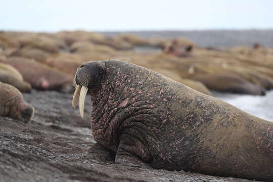 Image of walrus