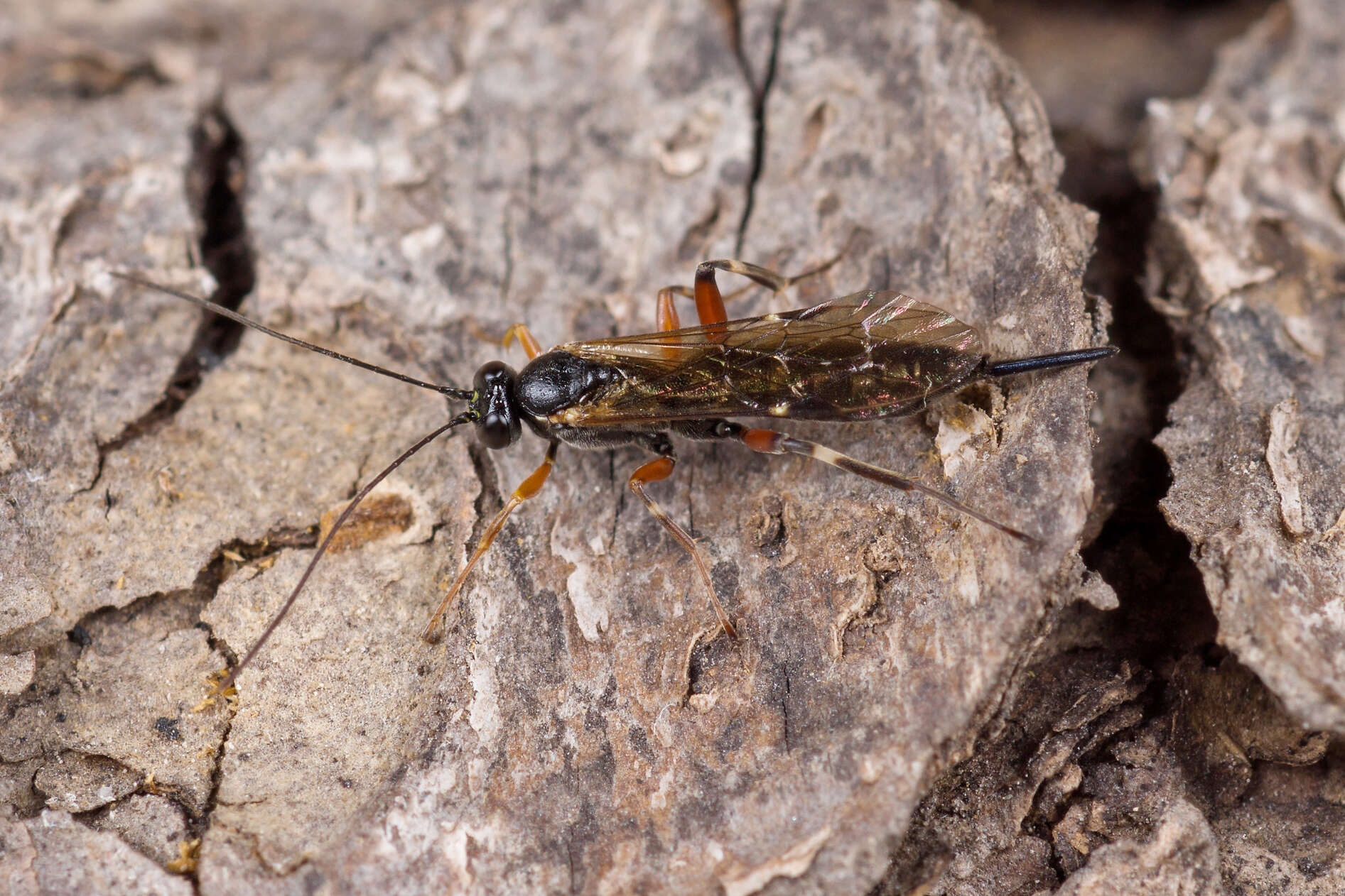 Imagem de Pimpla turionellae (Linnaeus 1758)