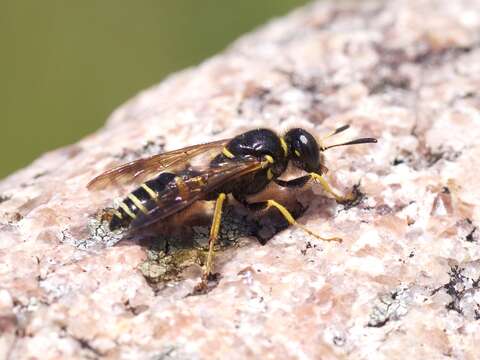 Image of Philanthus sanbornii Cresson 1865