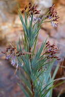 Image of Nivenia stenosiphon Goldblatt