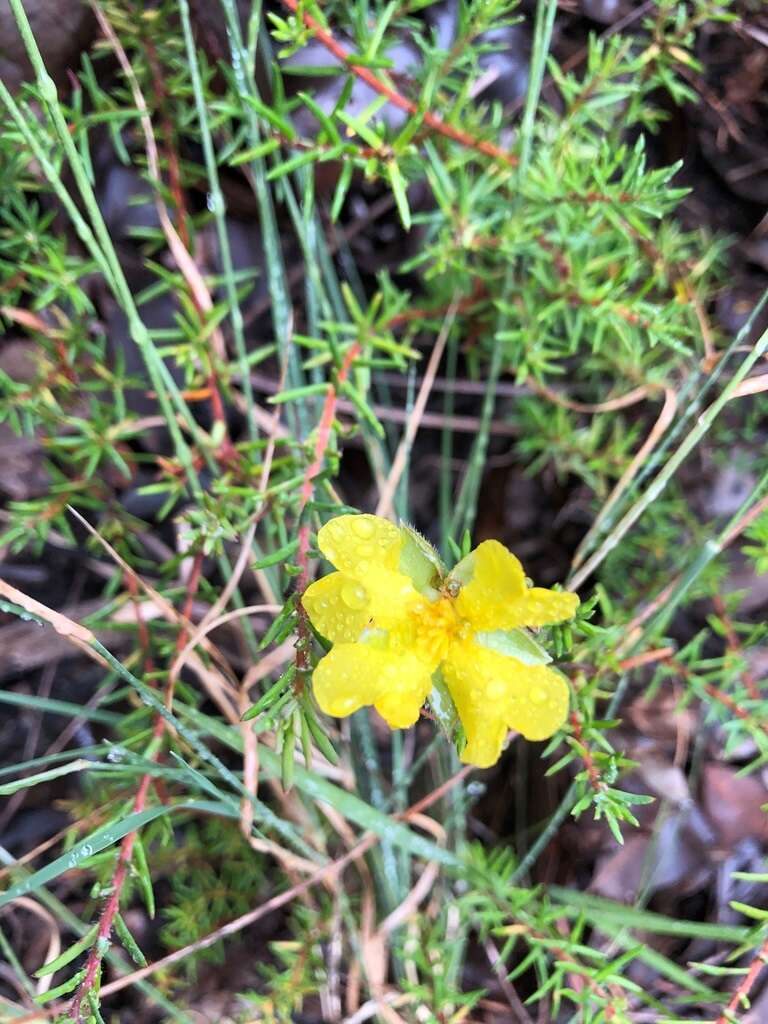 Hibbertia stricta subsp. stricta resmi