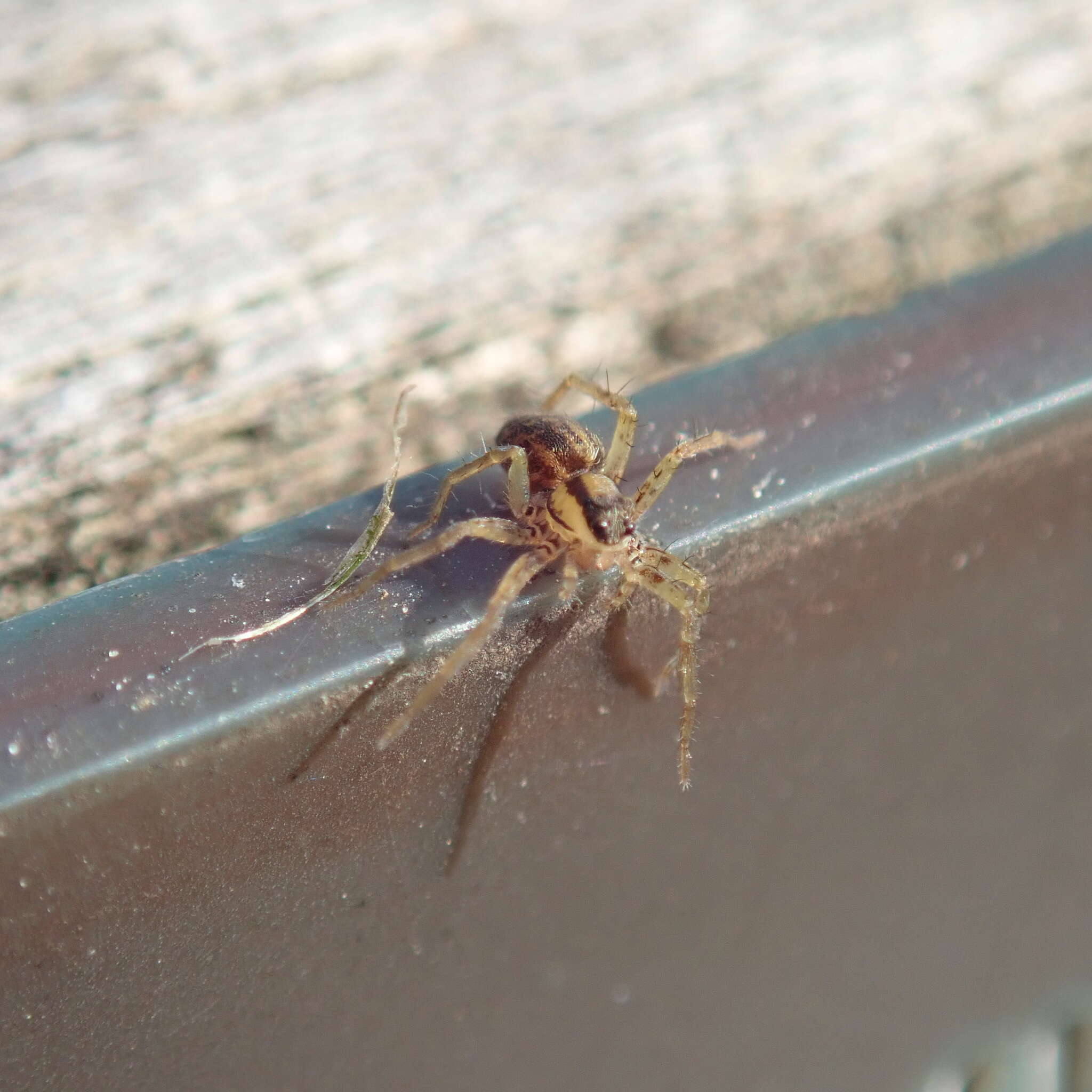 Image of Wolf spider