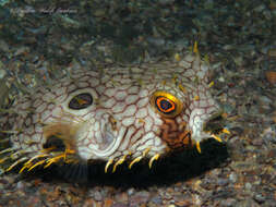 Image of Web Burrfish