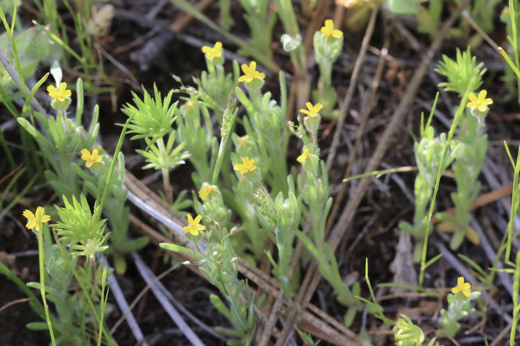 Image of Yosemite tarweed