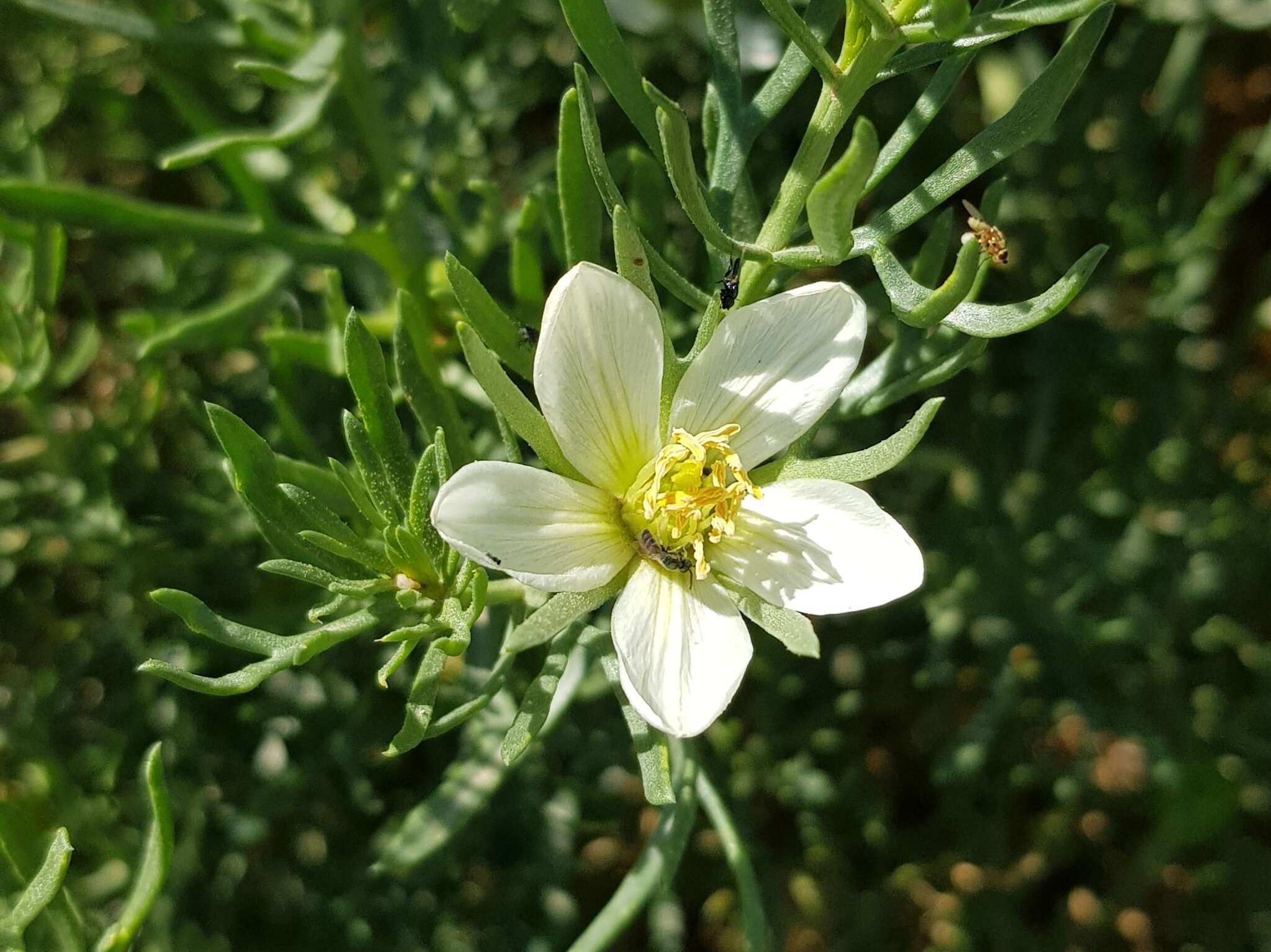 Image of harmal peganum