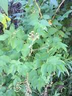 Image de Aralia humilis Cav.