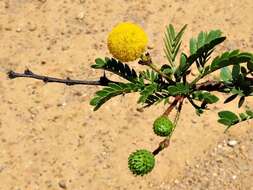 Image of Vachellia swazica (Burtt Davy) Kyal. & Boatwr.