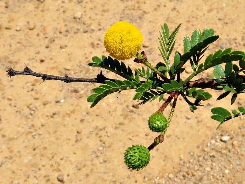 Plancia ëd Vachellia swazica (Burtt Davy) Kyal. & Boatwr.