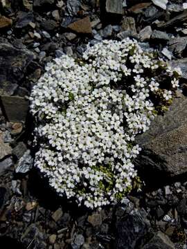 Image of Androsace alpina (L.) Lam.