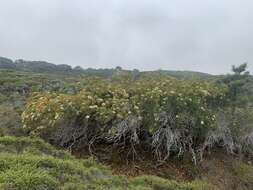 Image of Catalina ironwood