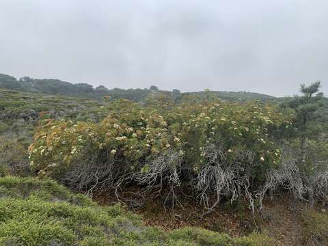 Image of Catalina ironwood