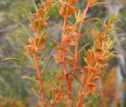 Image of Gyrostemon australasicus (Moq.) Heimerl