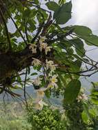 Imagem de Dendrobium amoenum Wall. ex Lindl.