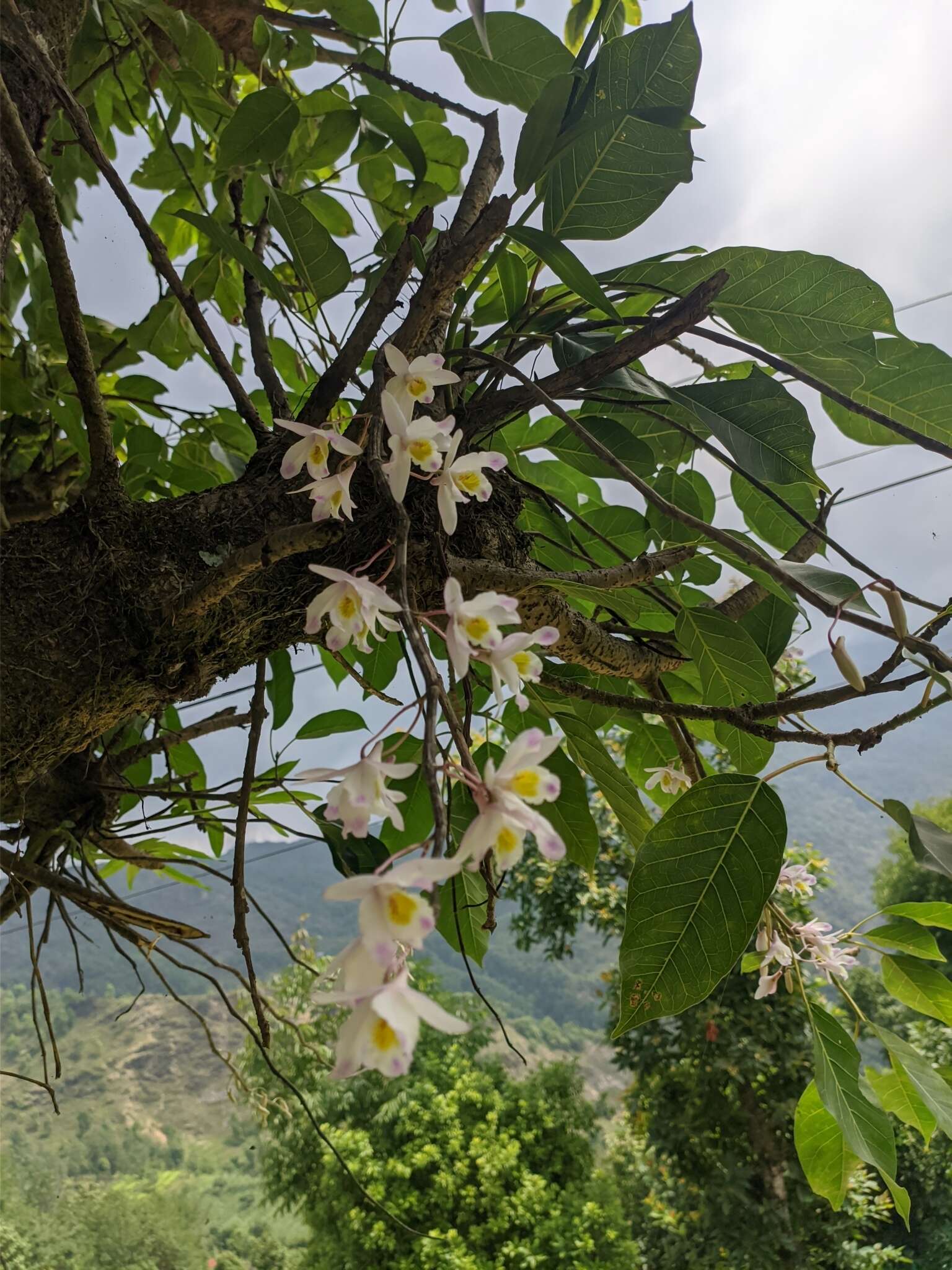 Dendrobium amoenum Wall. ex Lindl.的圖片