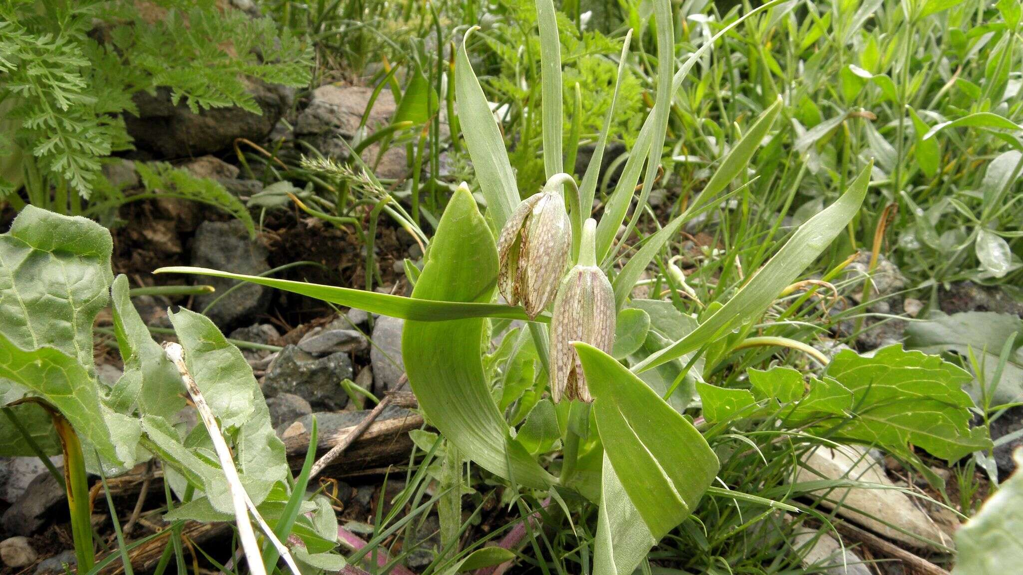 Image of Fritillaria hakkarensis