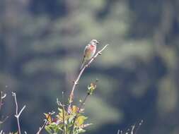 Image of Linnets