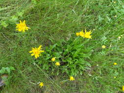 Image of bristly hawkbit