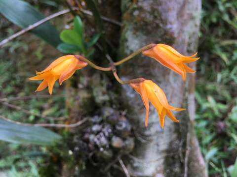 Image de Bifrenaria aureofulva Lindl.