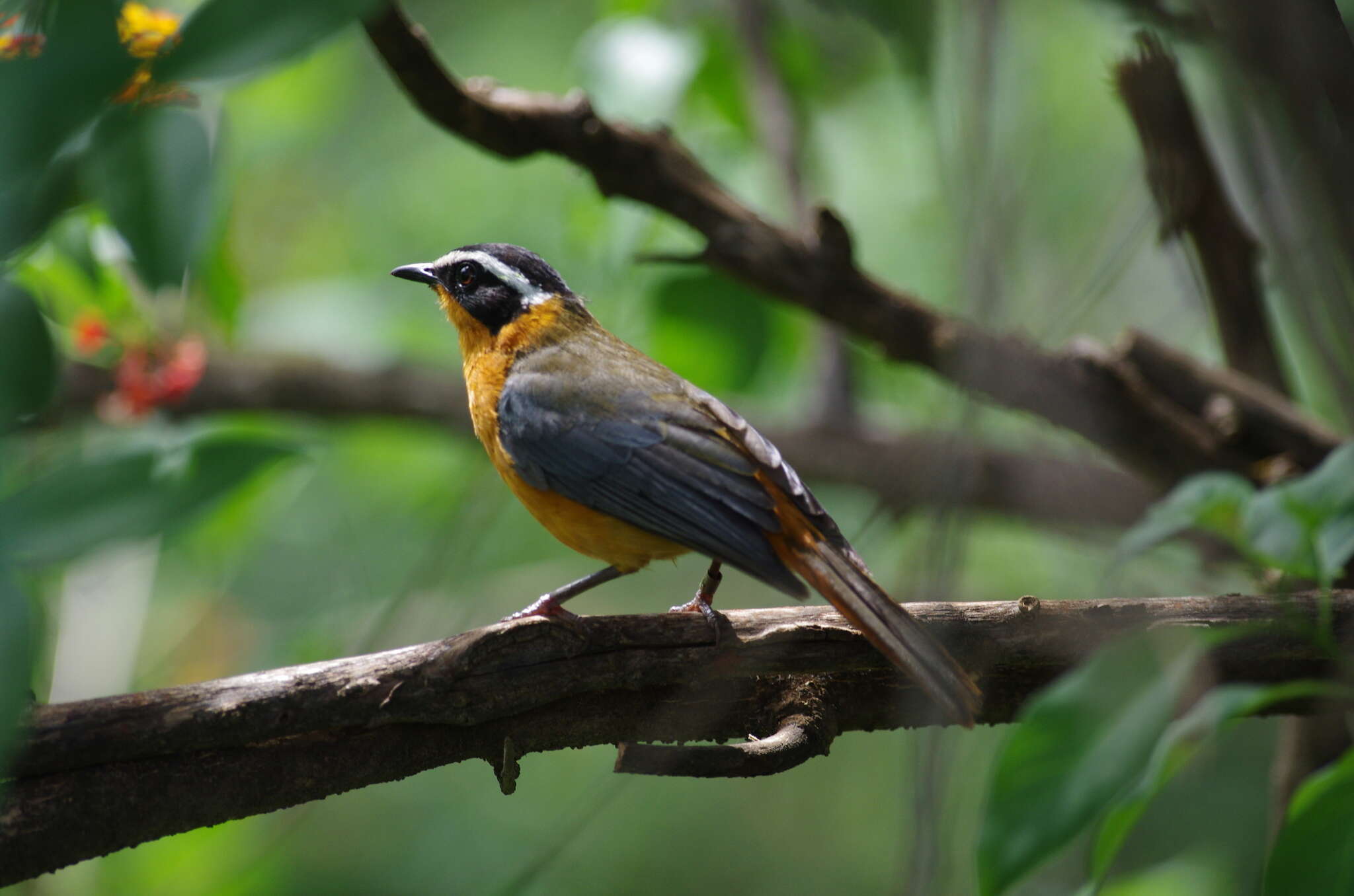 Image of Heuglin's Robin