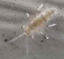 Image of Elongate-bodied Springtail