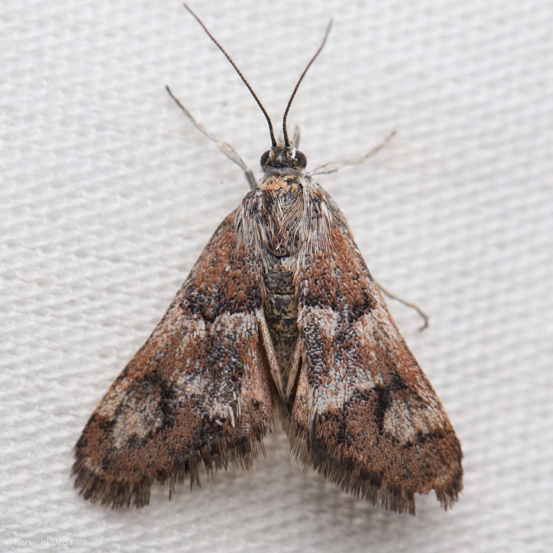 صورة Noctueliopsis brunnealis Munroe 1972