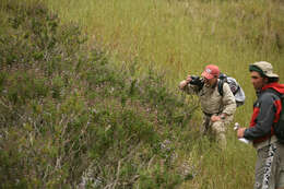 Image of Santa Rosa Island sage