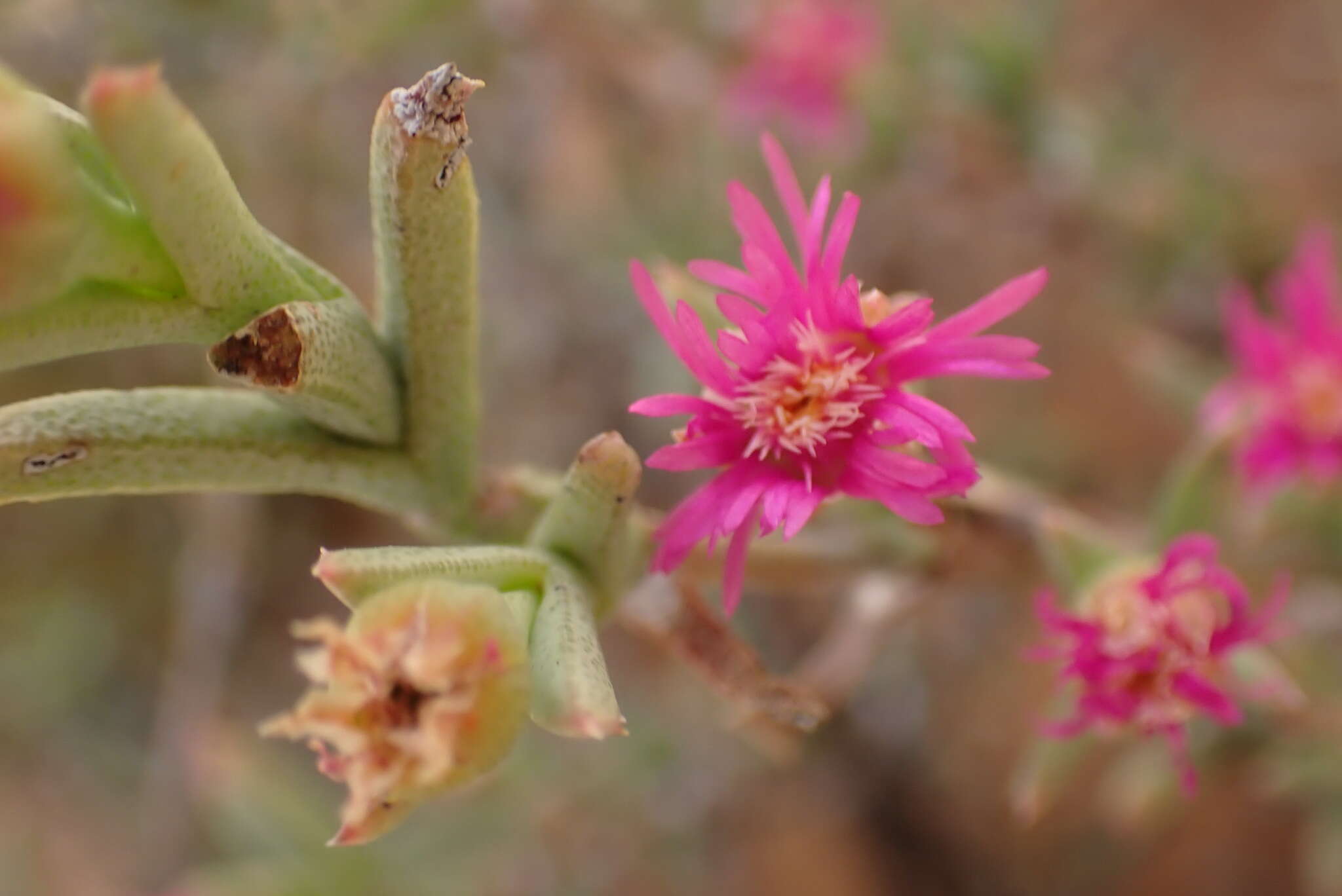 صورة Ruschia ruralis (N. E. Br.) Schwant.