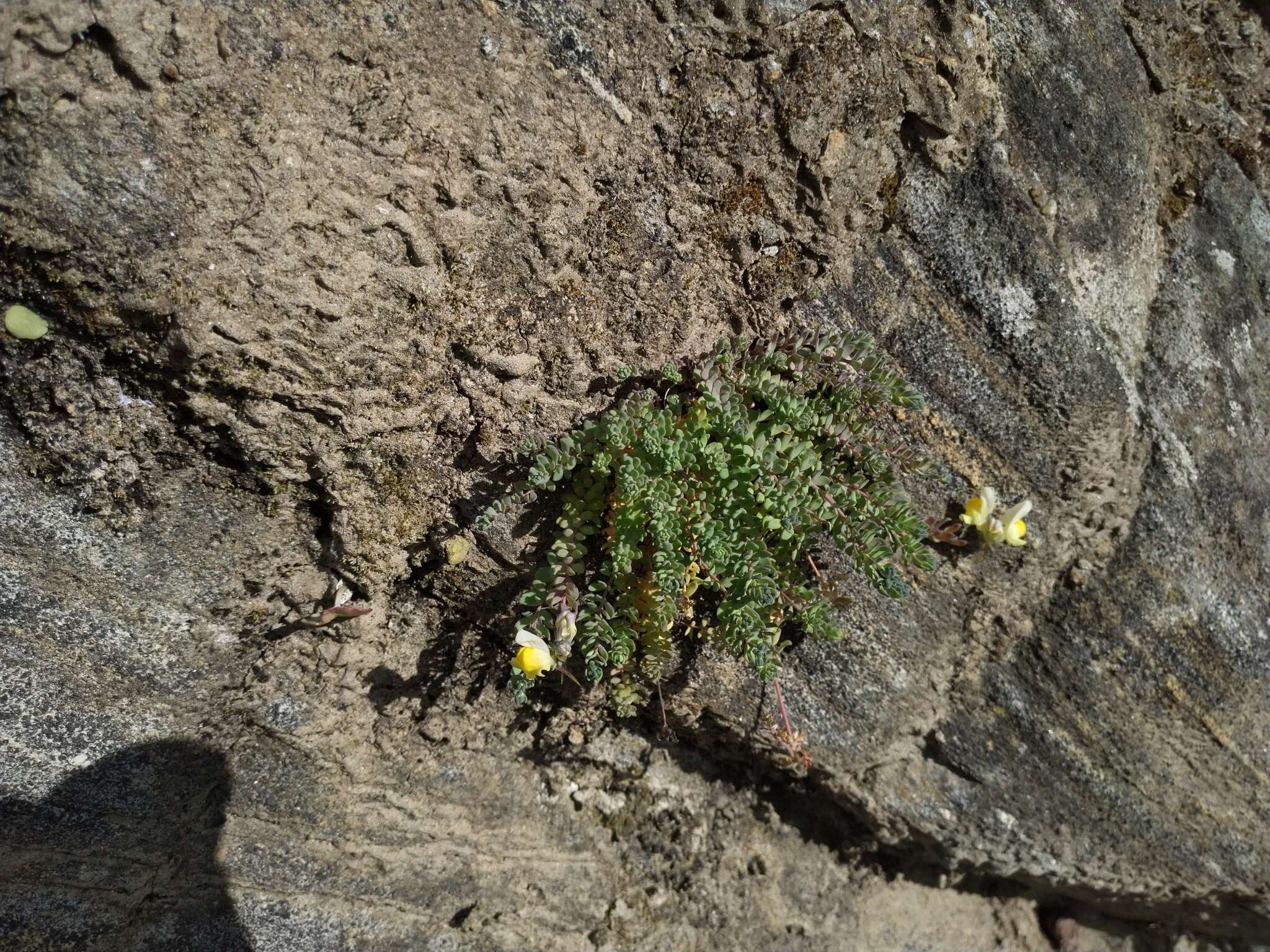 Imagem de Linaria polygalifolia subsp. aguillonensis (García Mart.) S. Castroviejo & E. Lago