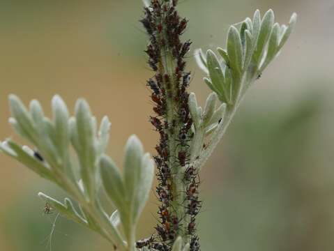 Image of Aphid