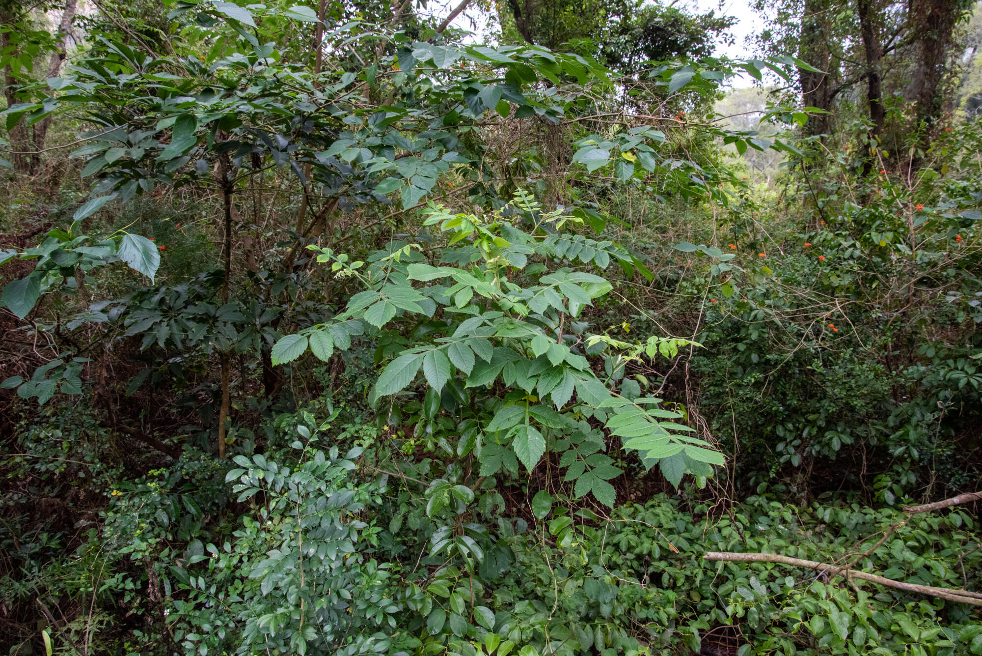 Image of Chinese sumac