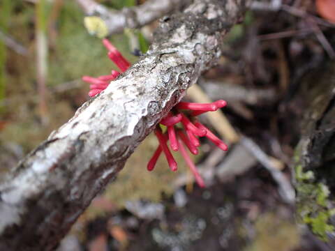 Imagem de Amyema scandens (Tieghem) Danser