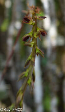 Image of Bulbophyllum erectum Thouars