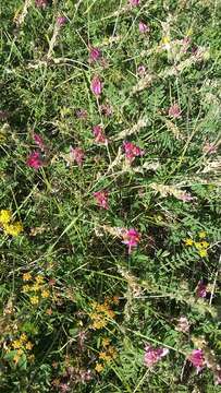 Image of Onobrychis arenaria (Kit.) DC.