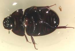 Image of Limnohydrobius tumidus (Le Conte & J. L. 1855)