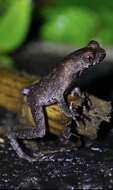 Image of Boettger's horned toad