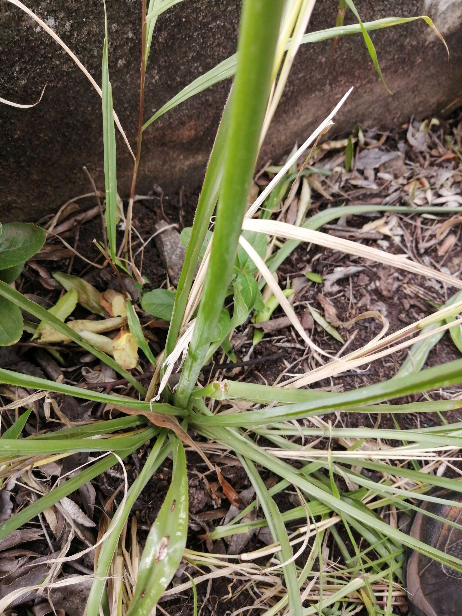 Image of Chlorophytum aridum Oberm.