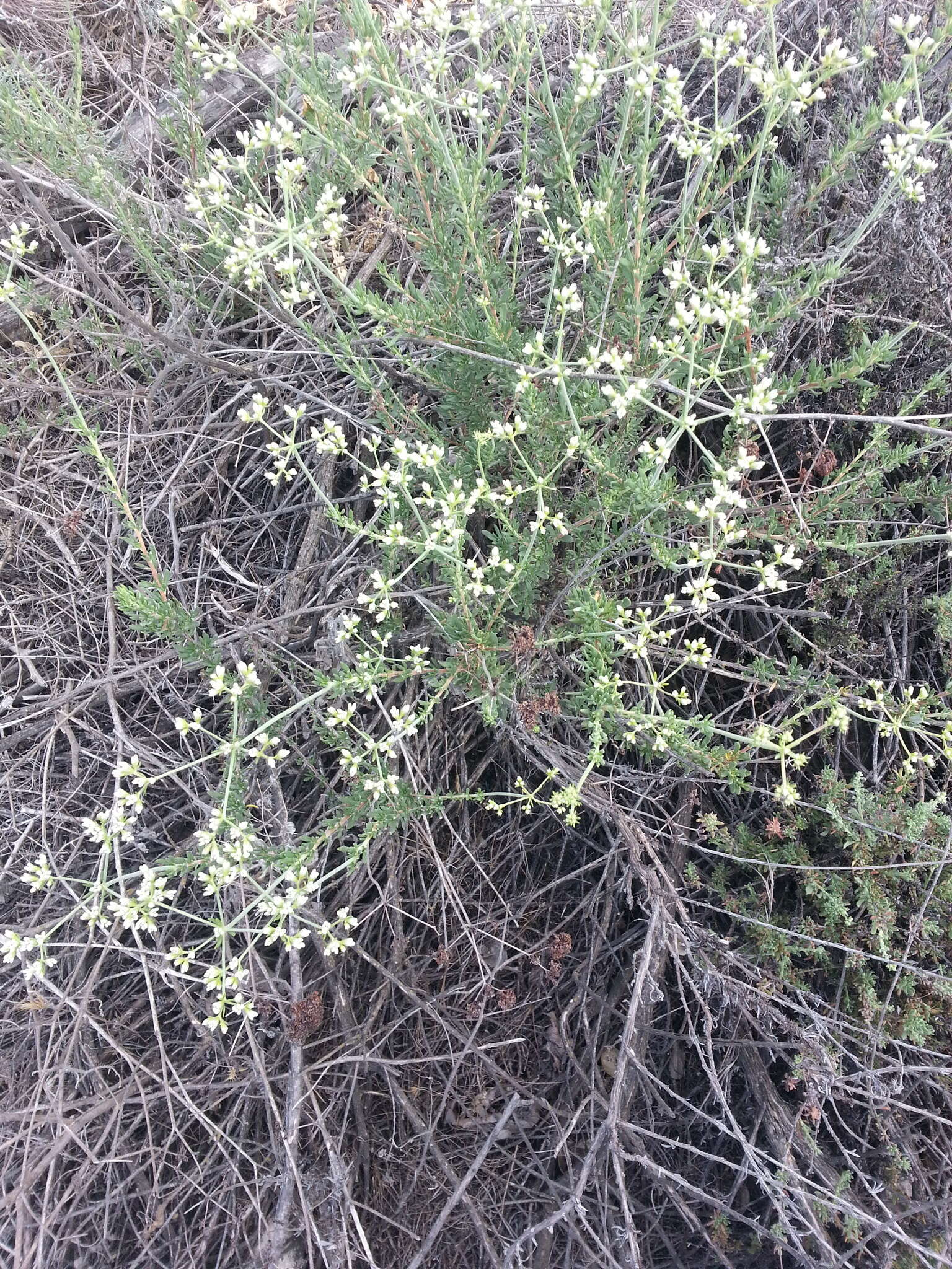 Image of California Buckwheat