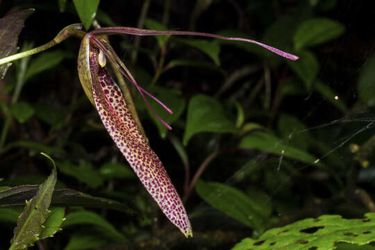 Image of Small-spotted Restrepia