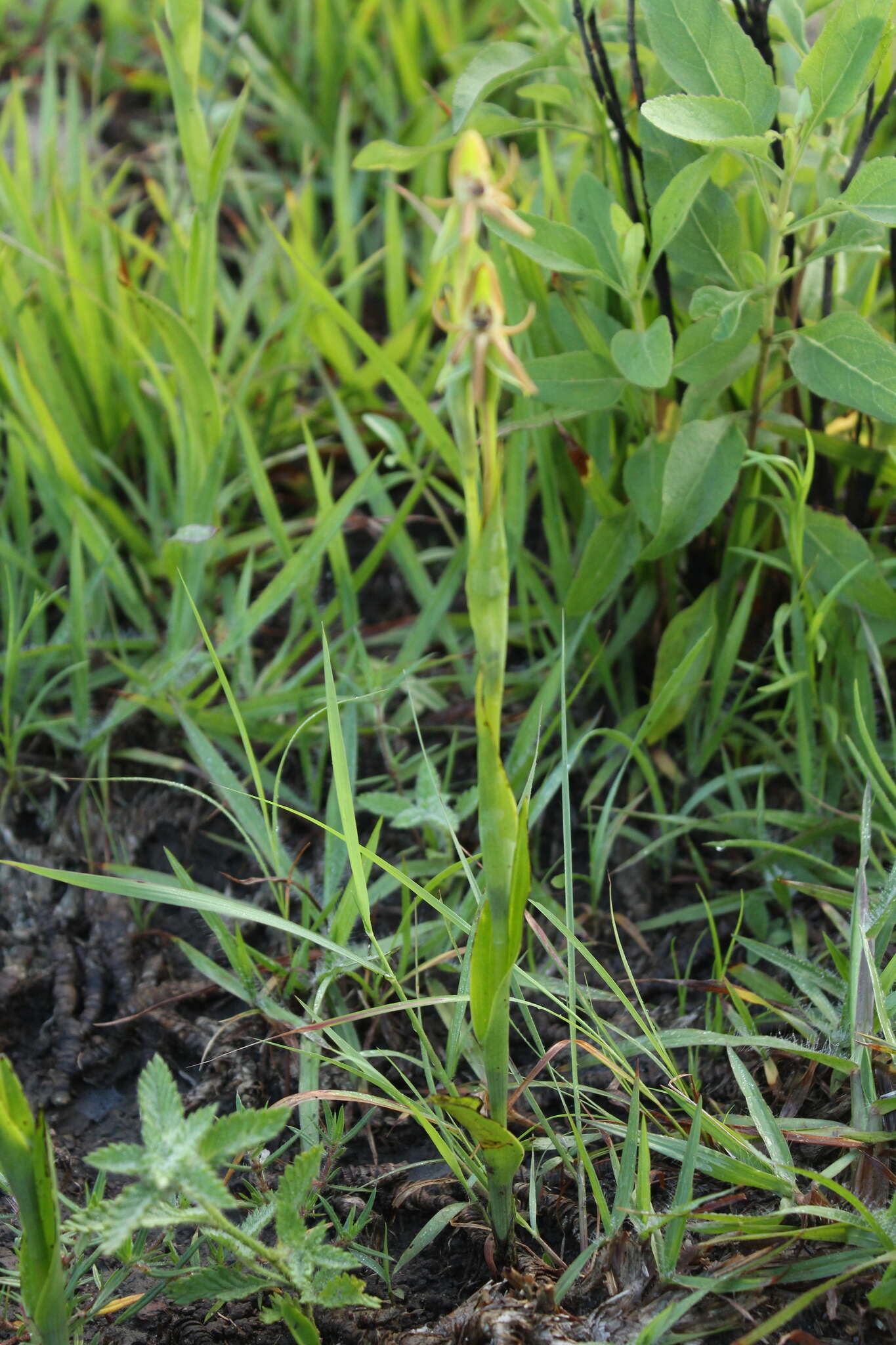 Image of Habenaria trifida Kunth