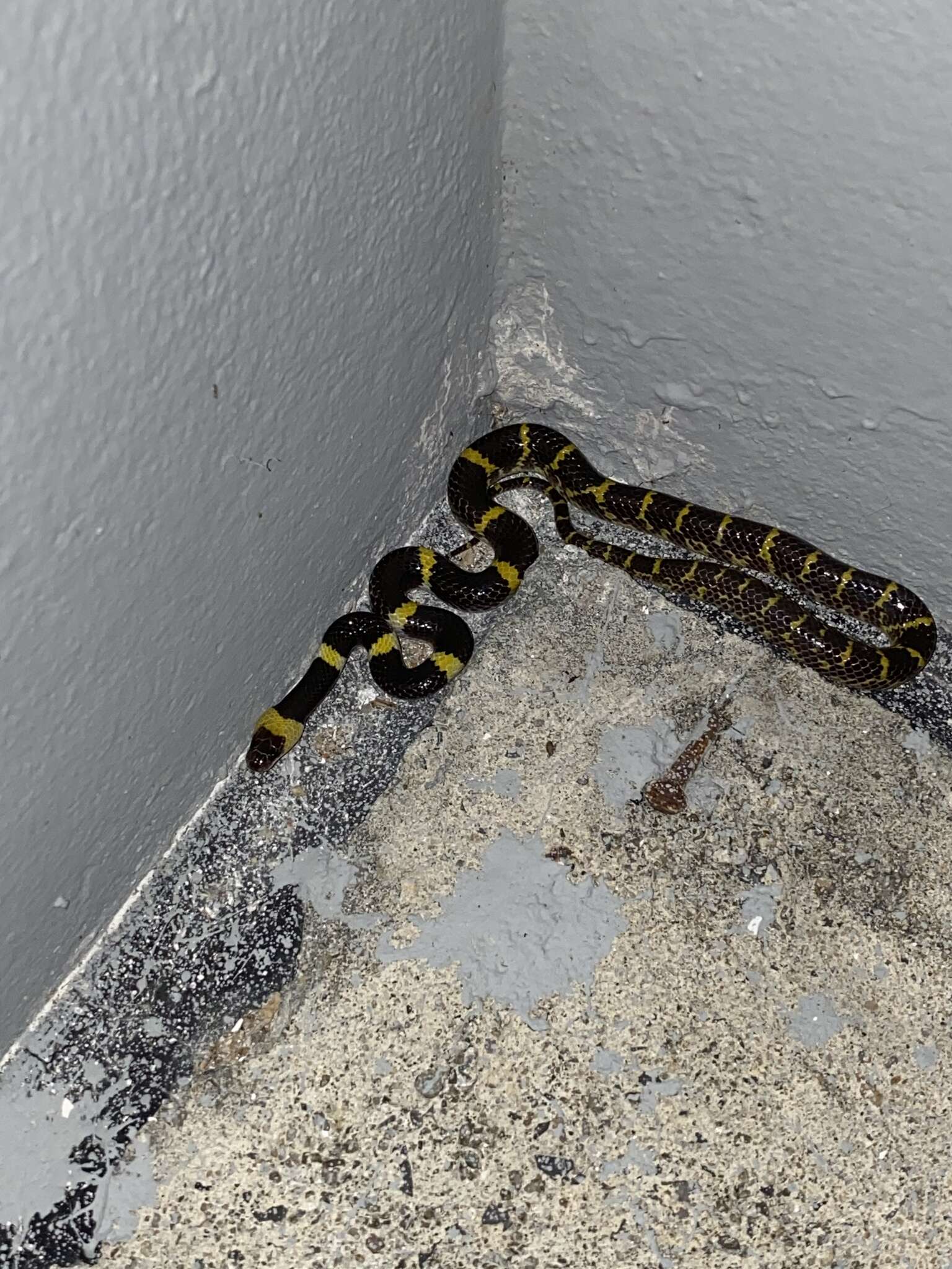 Image of Laos Wolf Snake