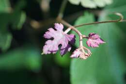 Image of summer grape