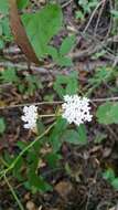 Imagem de Asclepias perennis Walt.